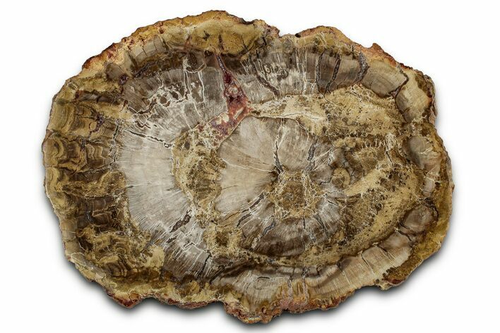 Polished Petrified Wood (Araucaria) Round - Madagascar #355332